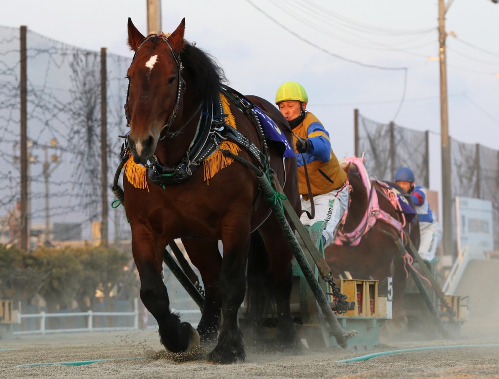 北海道帯広市の”ばんえい十勝”