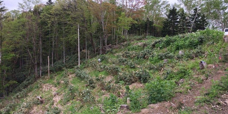 未利用木材の利用は植林を促進させてくれるといえるでしょう。