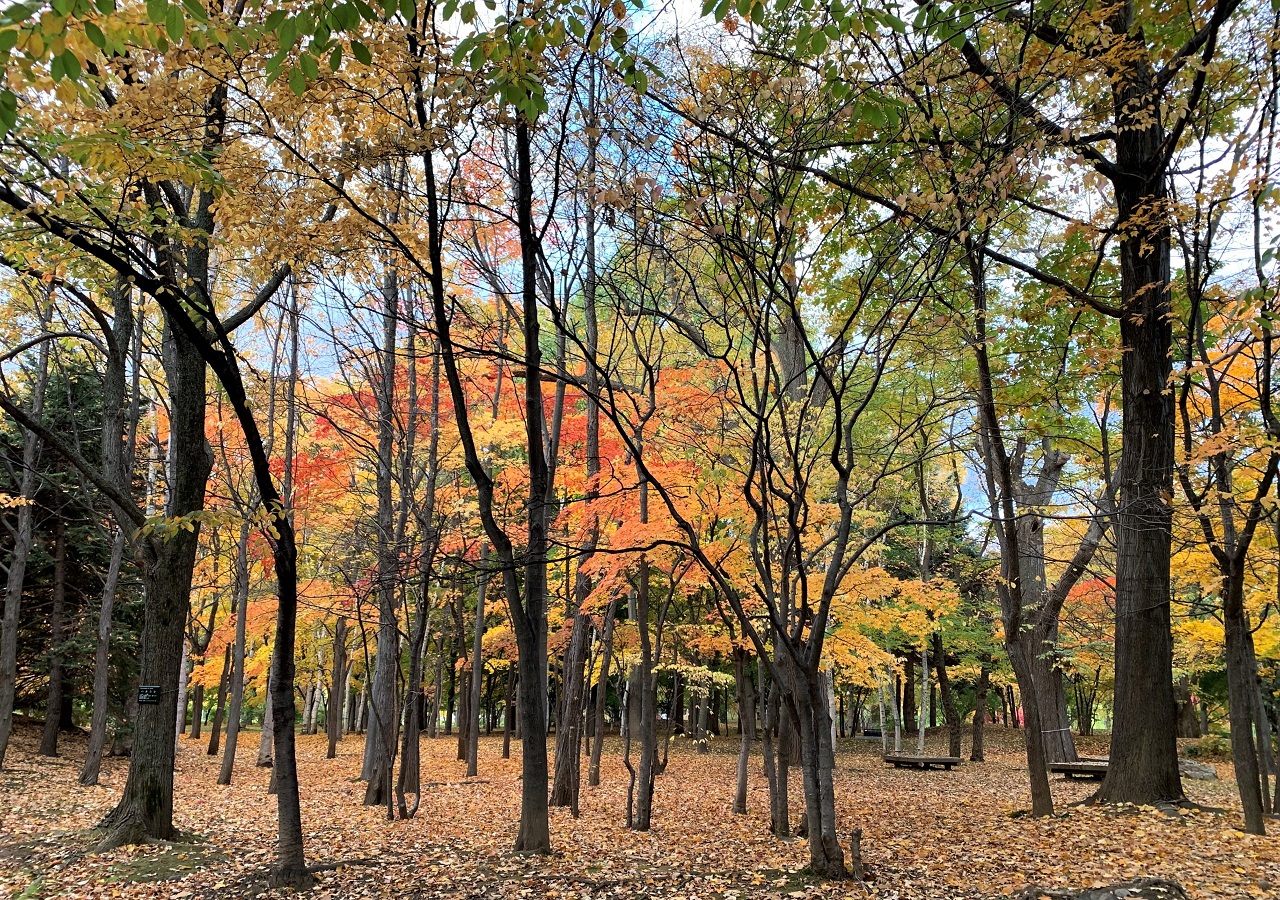 北海道の広葉樹は、ミズナラやシラカバが代表的で有名ですよね。